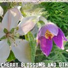 Cherry Blossoms And Other Garden Flowers...