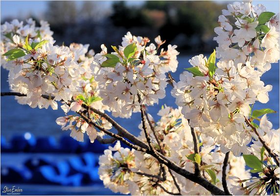 Cherry Blossoms and Paddle Boats - Souvenir of a Washington Springtime
