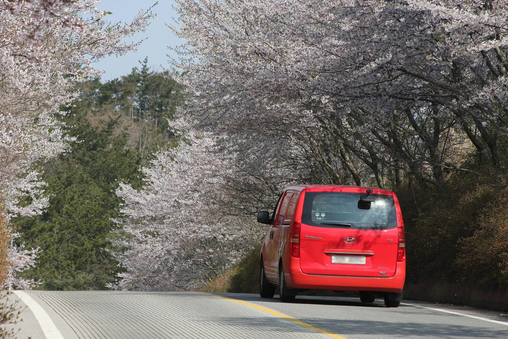 Cherry blossoms are in full bloom at Gonam-Myeon