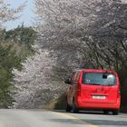 Cherry blossoms are in full bloom at Gonam-Myeon