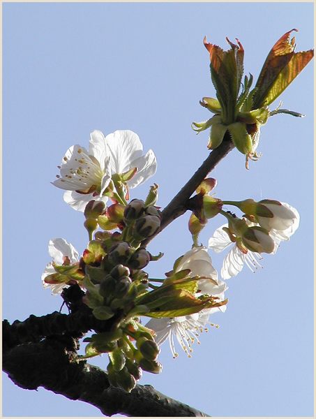 cherry blossoms