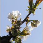 cherry blossoms