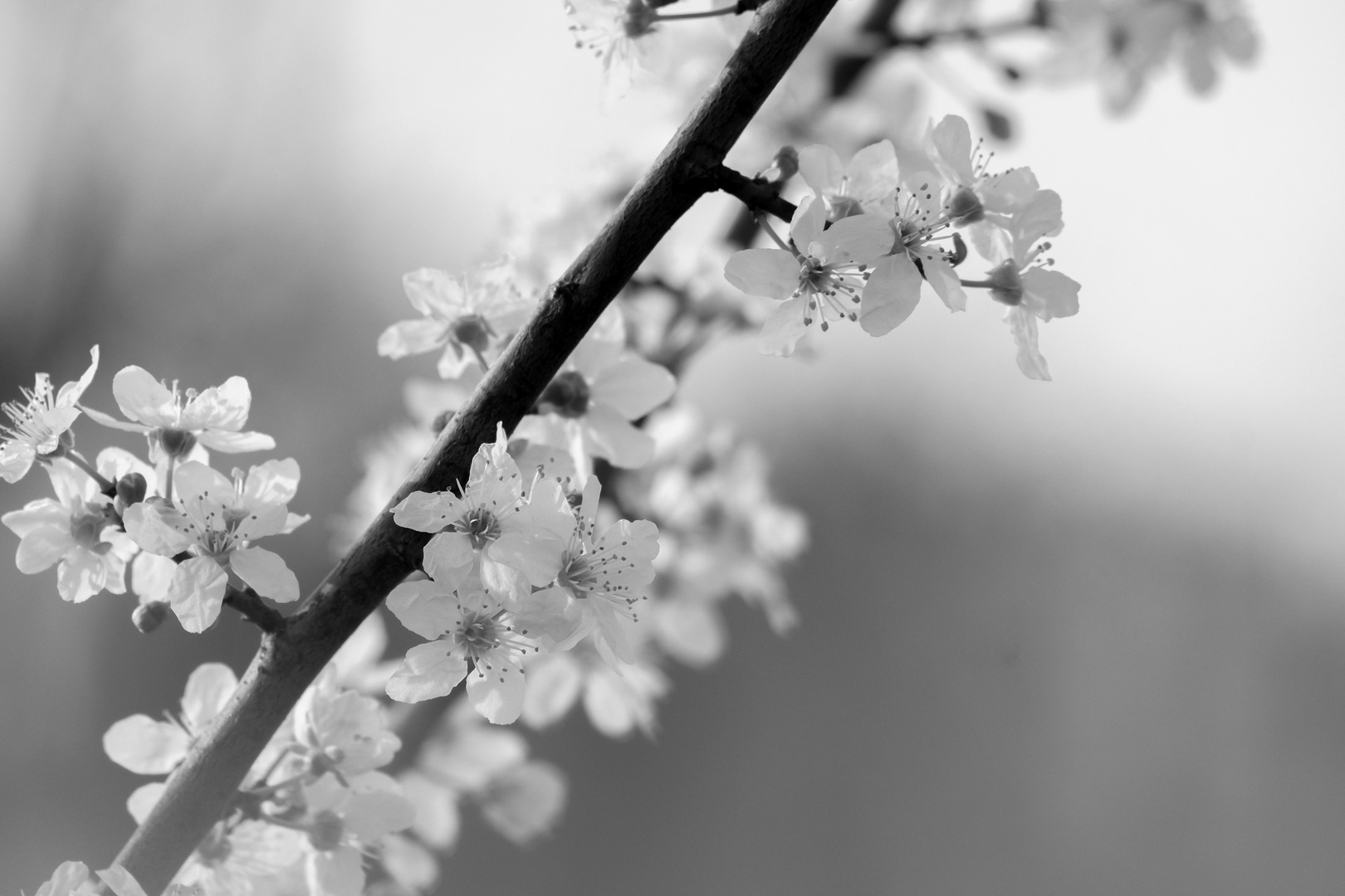 Cherry Blossoms