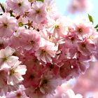 CHERRY BLOSSOMS