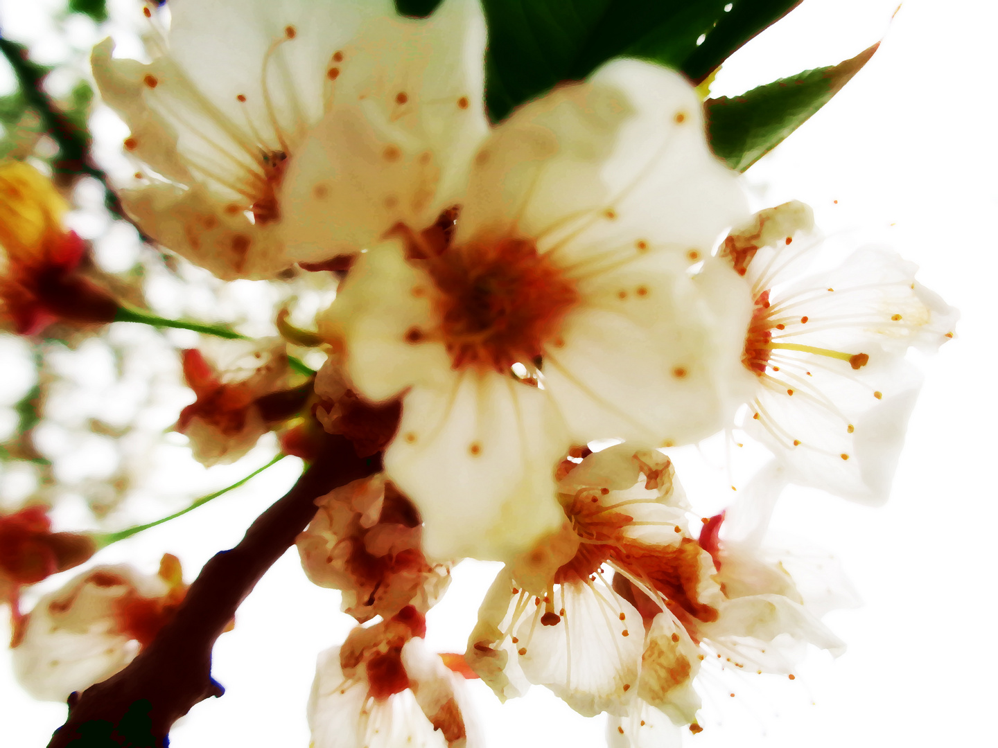 Cherry blossoms (III)