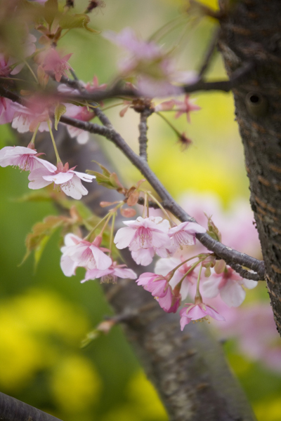 cherry blossoms in kawazu izu-2