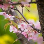 cherry blossoms in kawazu izu-2