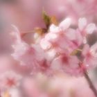 cherry blossoms in kawazu izu