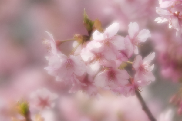 cherry blossoms in kawazu izu