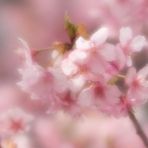 cherry blossoms in kawazu izu