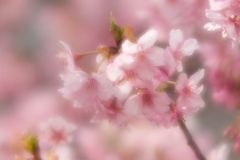 cherry blossoms in kawazu izu