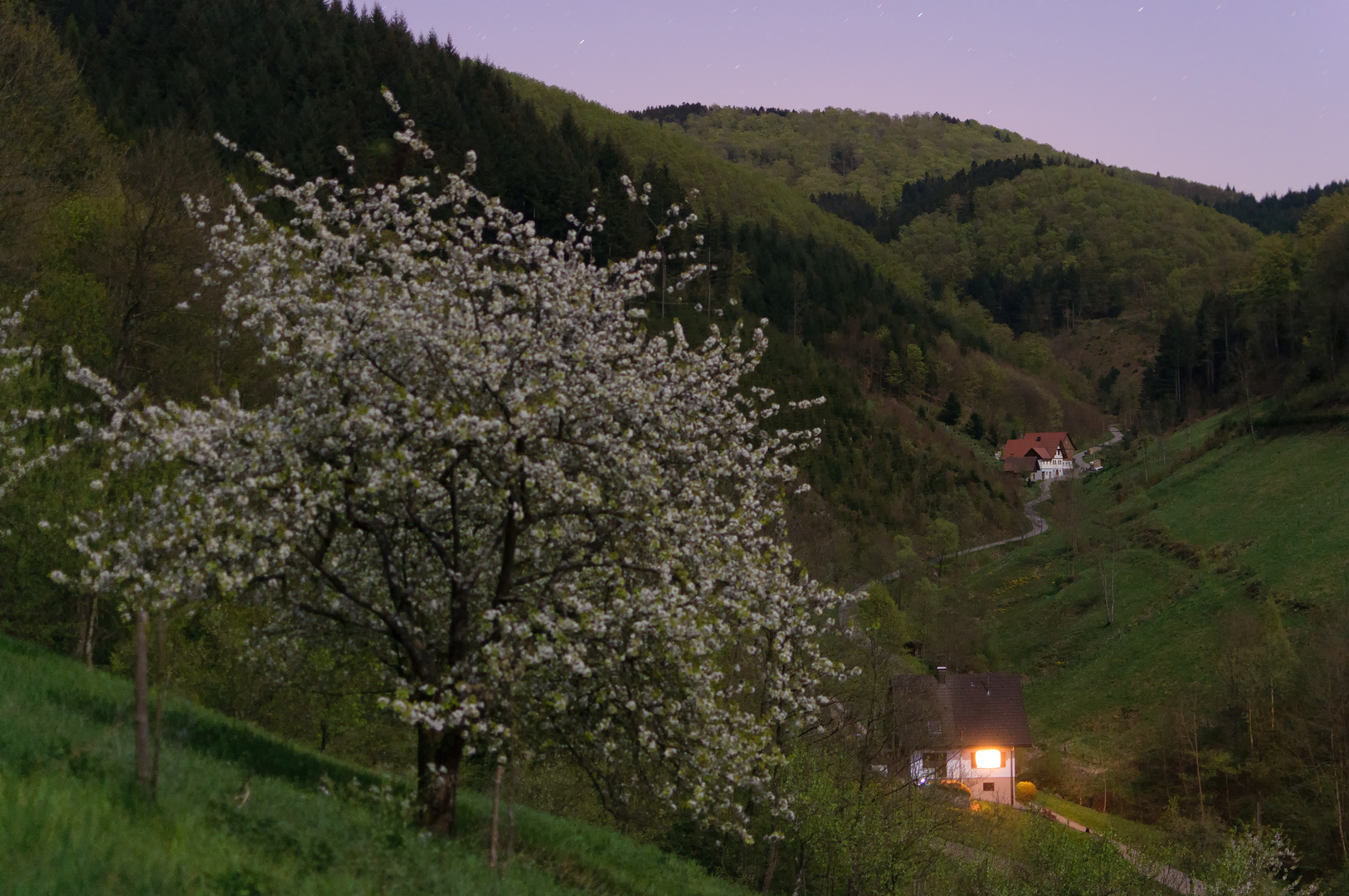 cherry blossoms in moonlight