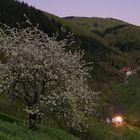 cherry blossoms in moonlight