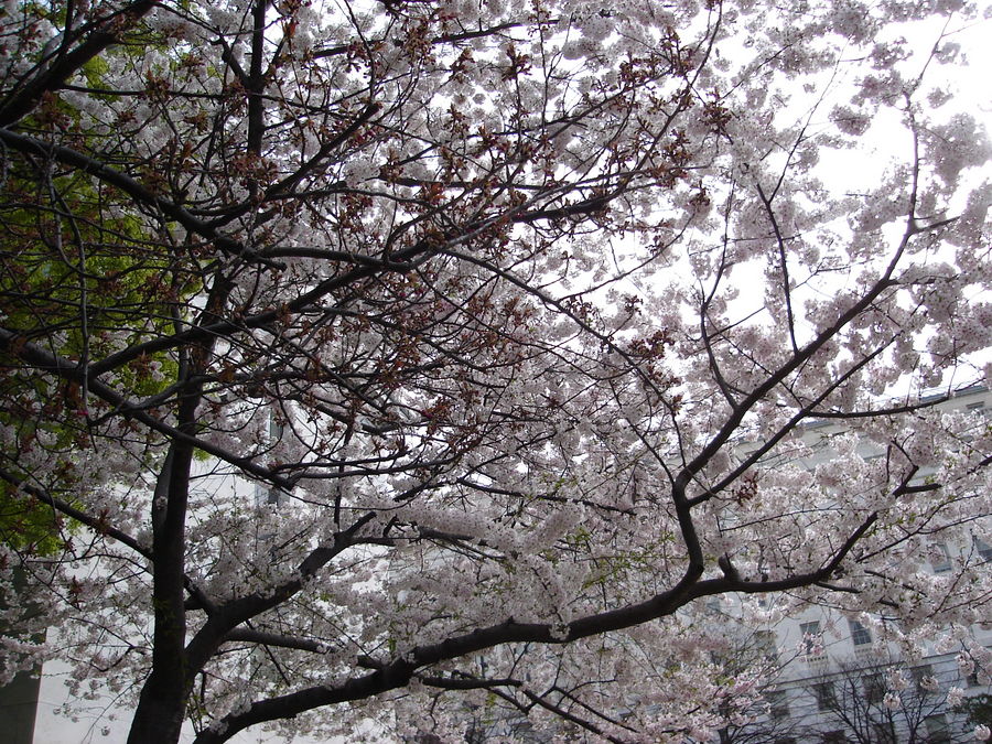 Cherry Blossoms in Washington, DC