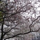 Cherry Blossoms in Washington, DC