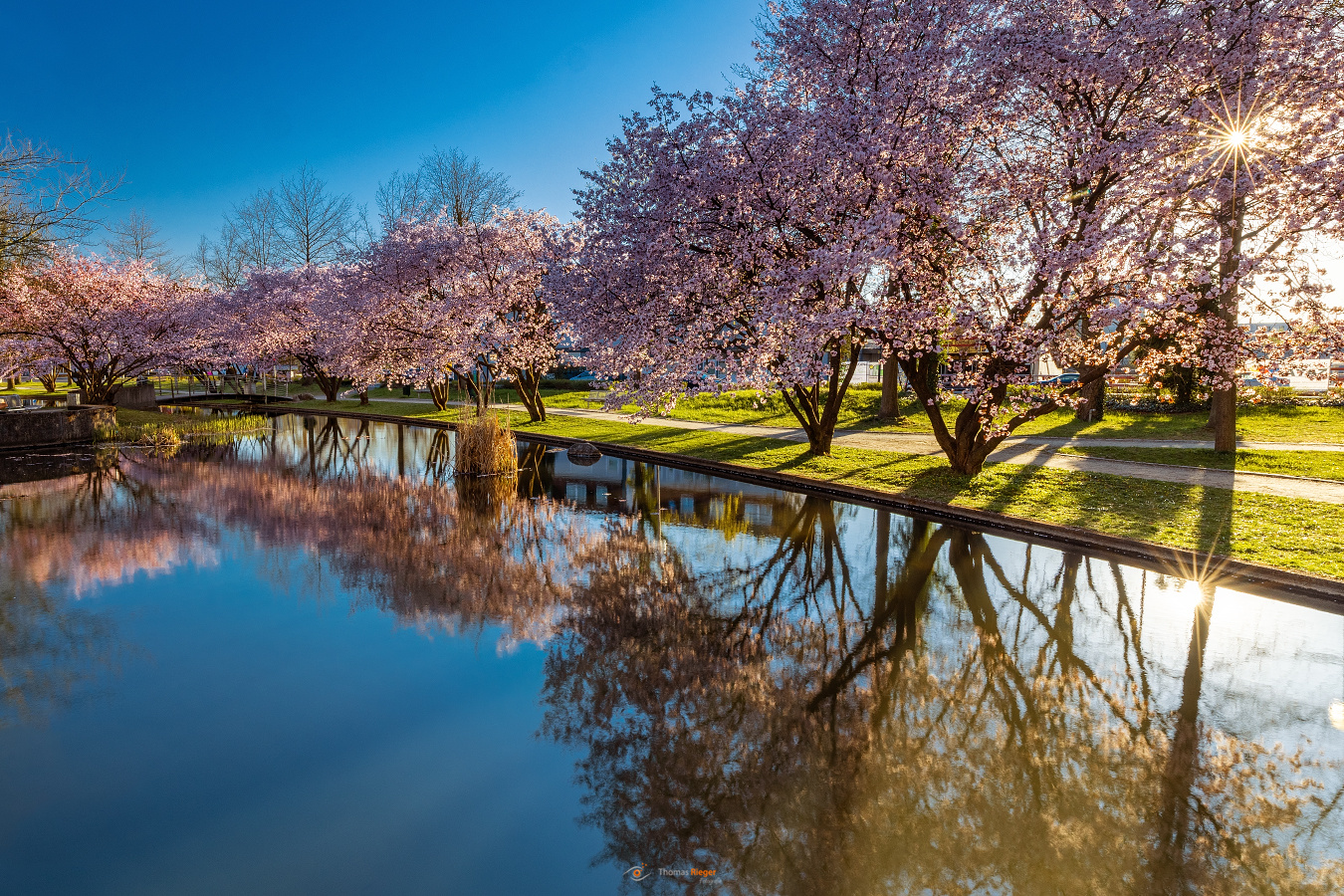 Cherry blossoms - Kirschblüten in Bayern