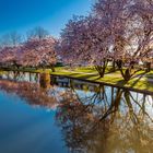 Cherry blossoms - Kirschblüten in Bayern