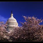 Cherry Blossoms Overkill