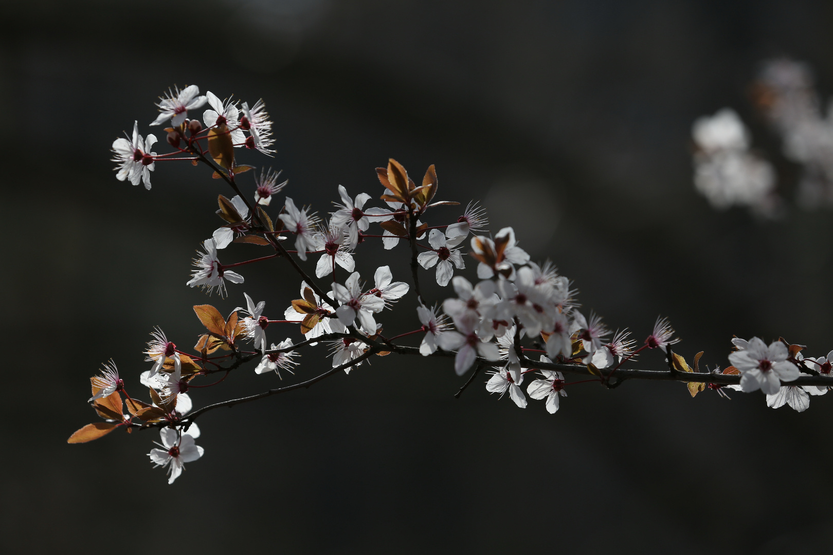 Cherry Blossoms - Spring 2019 - Berlin, Germany