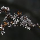 Cherry Blossoms - Spring 2019 - Berlin, Germany