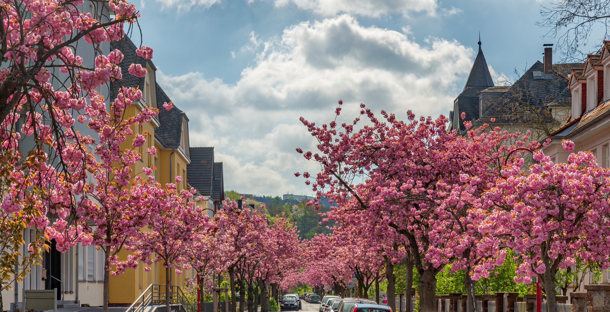 Cherry Blossoms Street