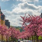 Cherry Blossoms Street