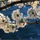 Cherry Blossoms, Tidal Basin, Golden Hour