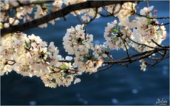 Cherry Blossoms, Tidal Basin, Golden Hour