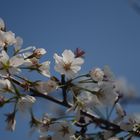 Cherry Blosson 2013