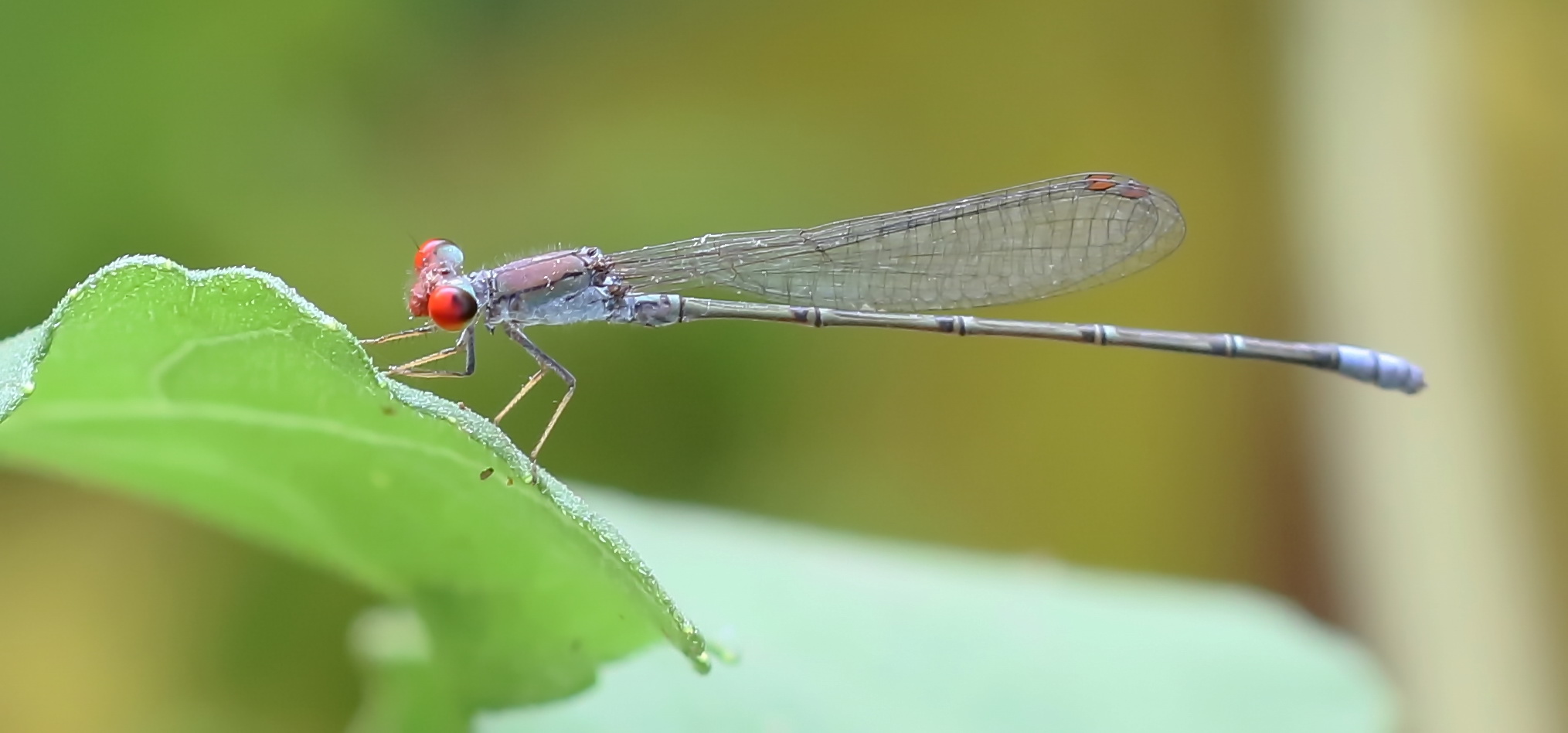 Cherry-eye Sprite,(Pseudagrion sublacteum),Männchen