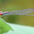 Cherry-eye Sprite,(Pseudagrion sublacteum),Männchen