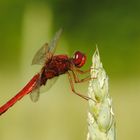 ~ Cherry Fire ~ (Crocothemis erythraea, m)