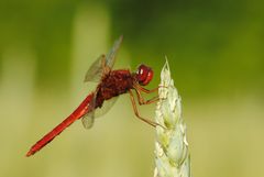 ~ Cherry Fire ~ (Crocothemis erythraea, m)