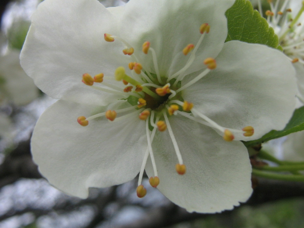 cherry flower