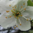 cherry flower