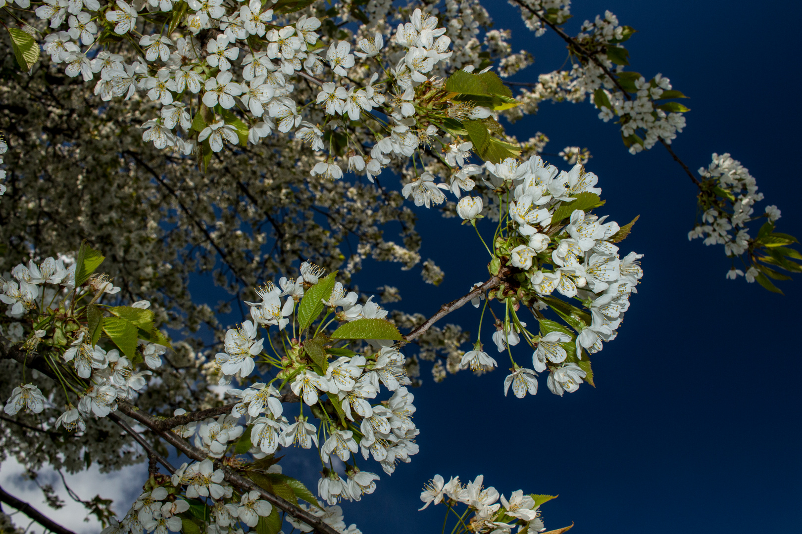 Cherry Flowers 2016, Darfeld, Germany, April 2017