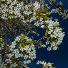 Cherry Flowers 2016, Darfeld, Germany, April 2017