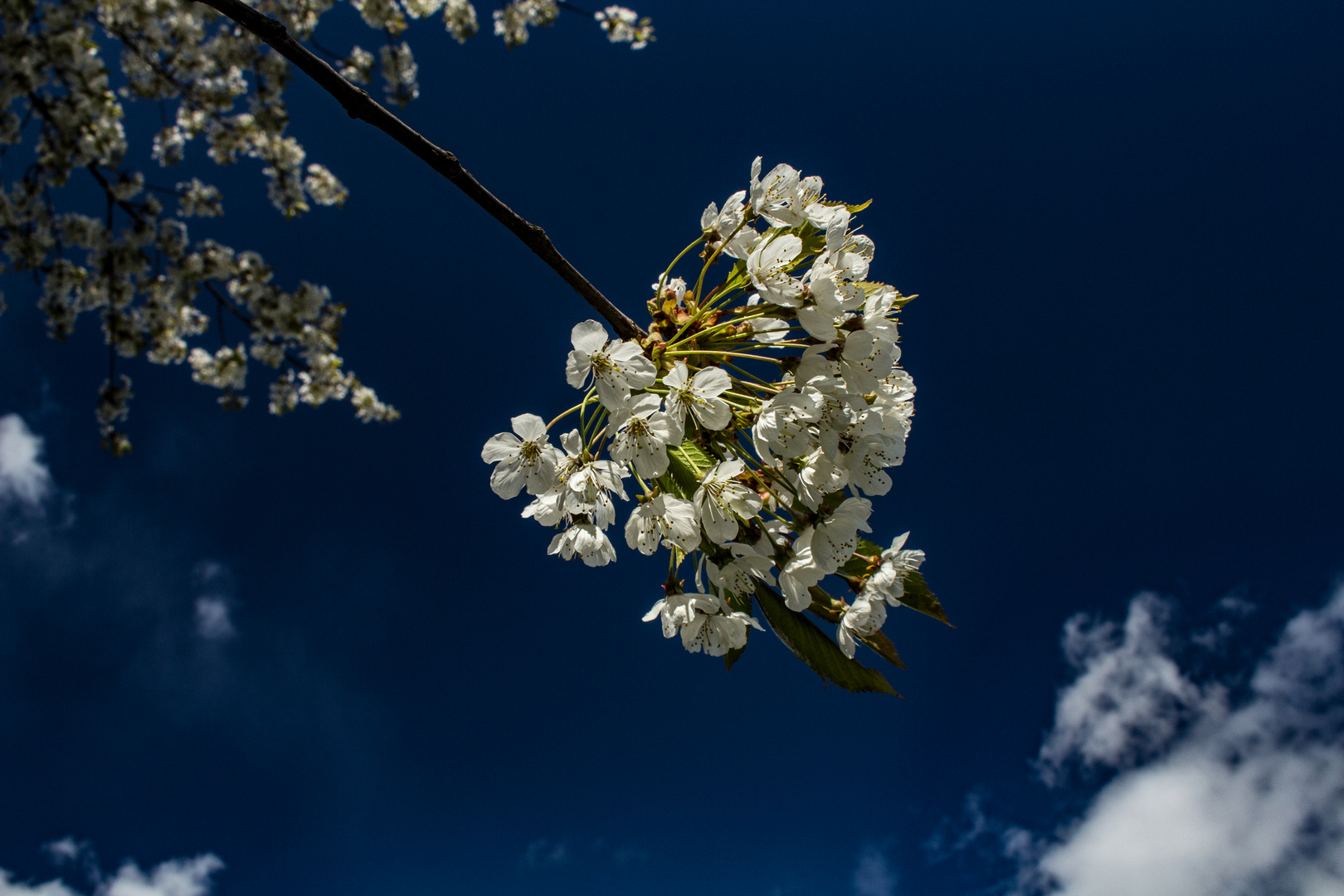 Cherry Flowers 2016, Darfeld, Germany, April 2017