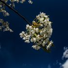 Cherry Flowers 2016, Darfeld, Germany, April 2017