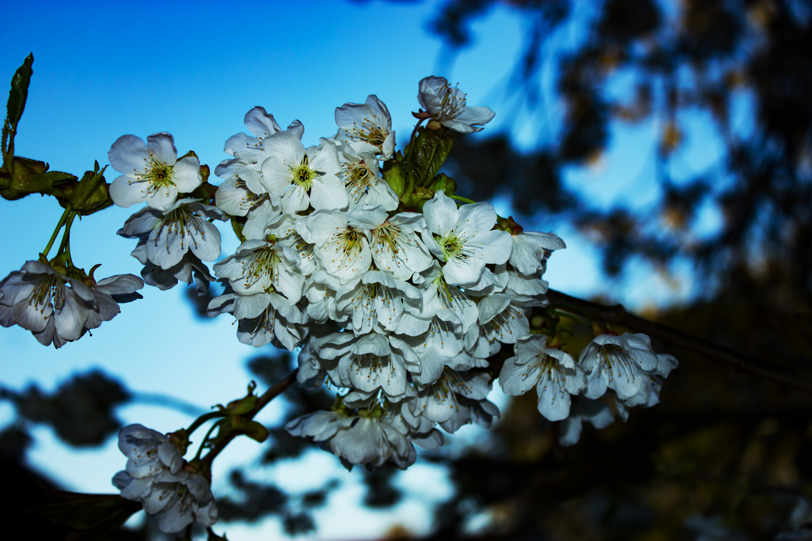 Cherry Flowers 2016 II