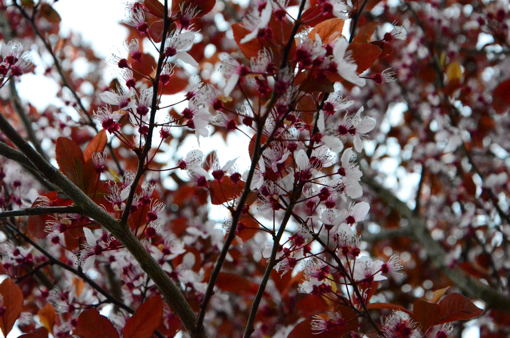 Cherry flowers