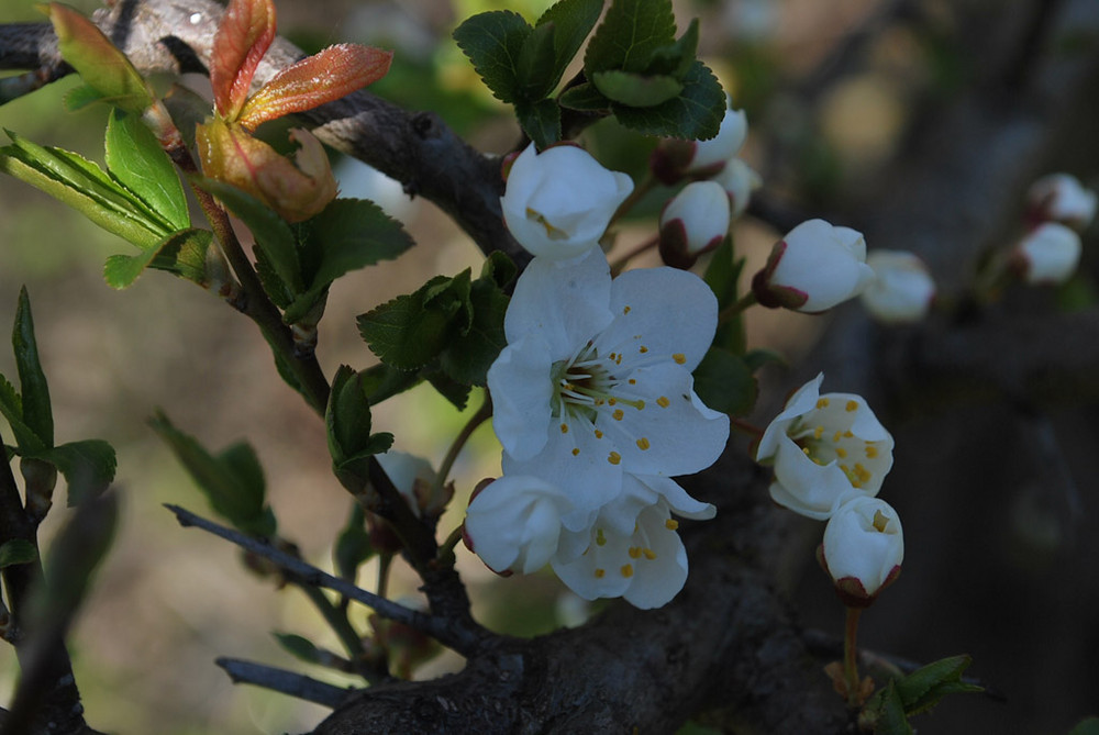 Cherry Flowers