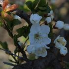 Cherry Flowers