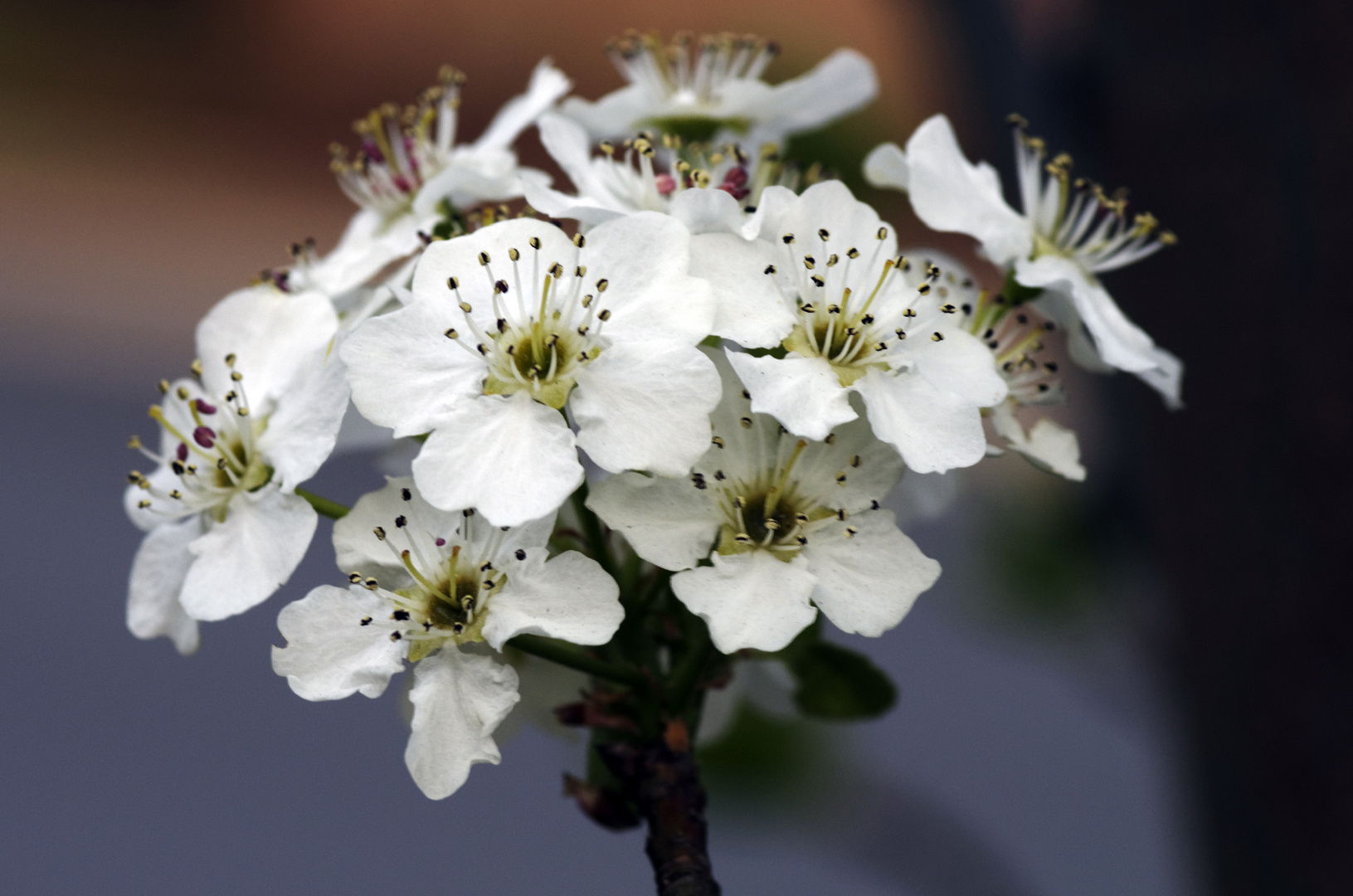 Cherry flowers in Washington DC