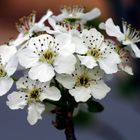 Cherry flowers in Washington DC