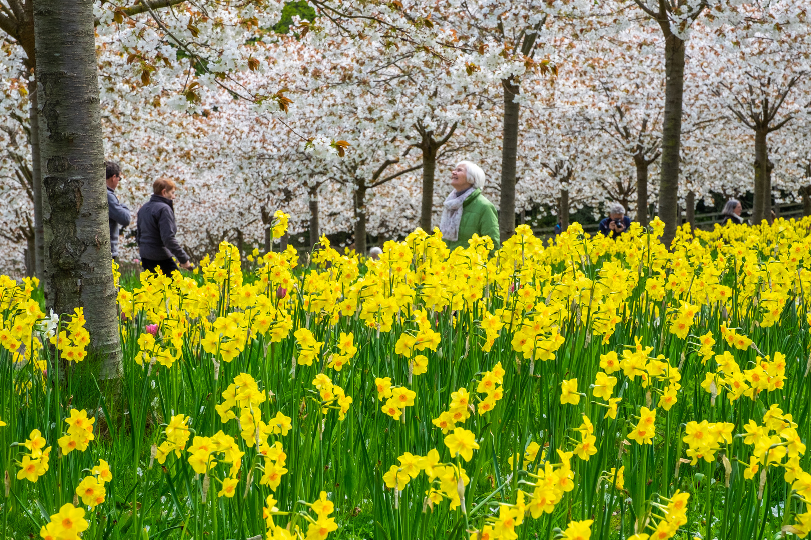 "Cherry gardens" photo & image landscape, gardens & parks, flowers