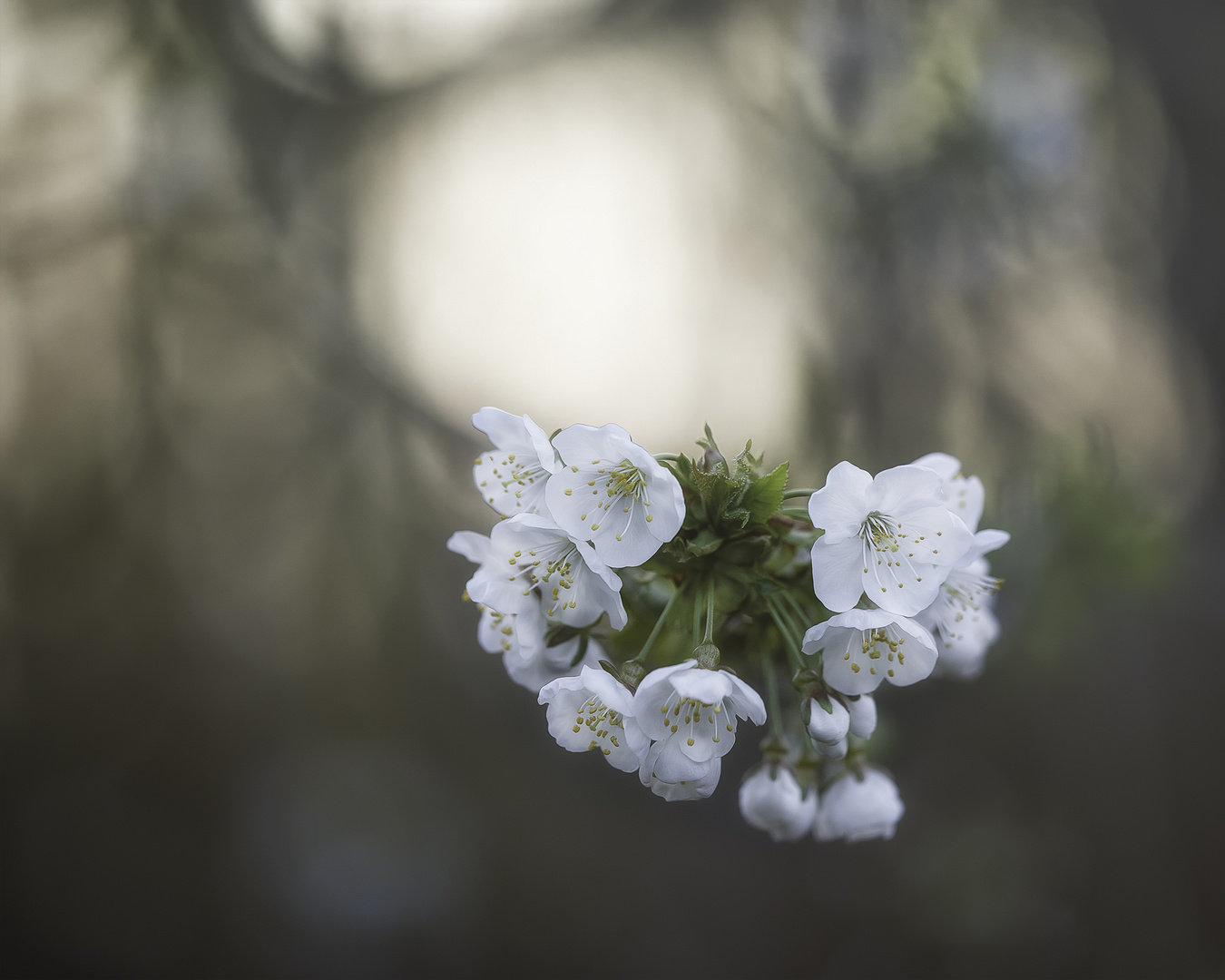 ... cherry kiss ...