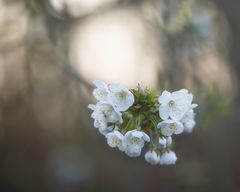 ... cherry kiss ...