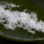 Cherry laurel with snow