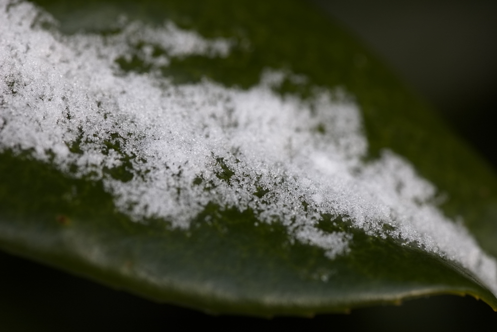 Cherry laurel with snow